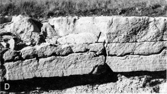 Black and white photo of blocky limestone bed, grass at top; rock hammer for scale.