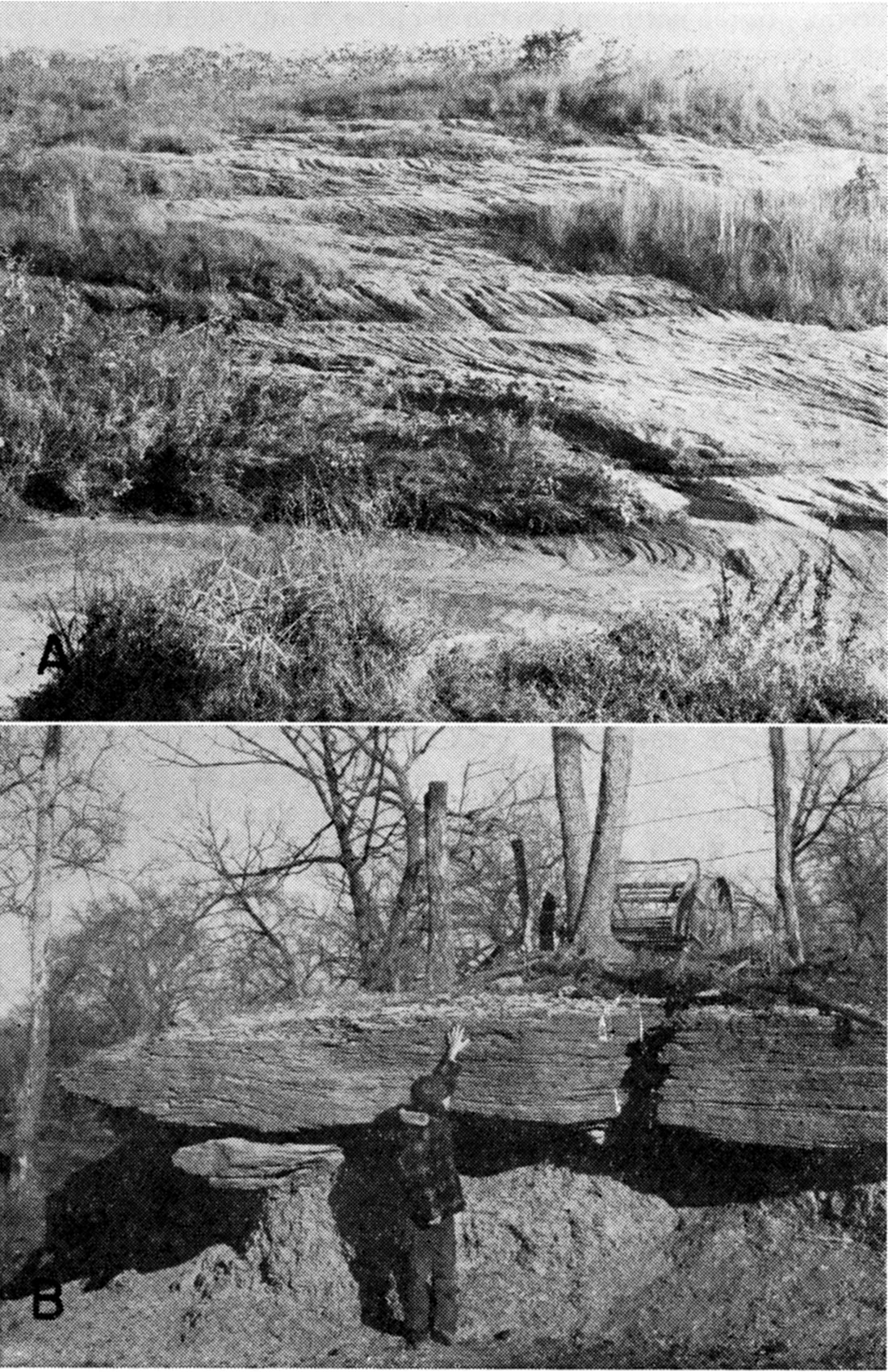Two black and white photos; upper is of Ireland Sandstone member of Lawrence Shale at Hole in the Rock; lower is detrital Amazonia (?) Limestone member in upper part of Lawrence Shale.