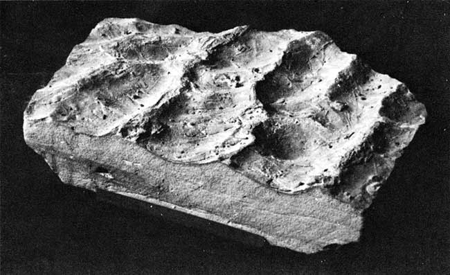 Black and white closeup photo of ripple marks in sample of sandstone; waves interferring from two directions.