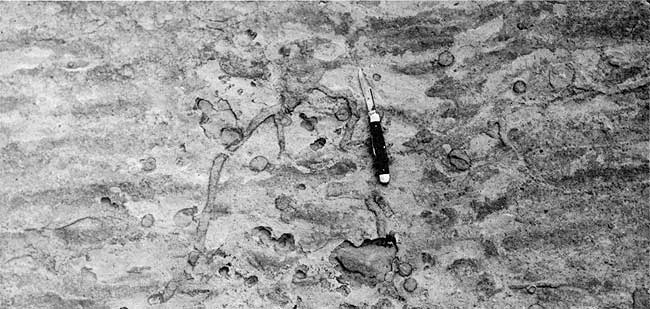 Black and white closeup photo of sample with ripple marks to eight and fossilized burrows and trails to left.