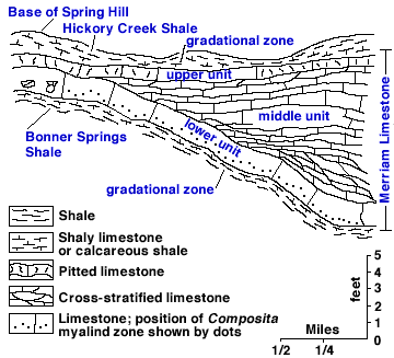 top to bottom--shaly ls, pitted ls, cross-stratified ls (not always present), limestone, shaly ls