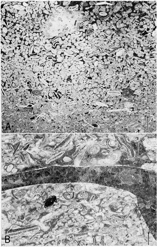 Two black and white photos of thin sections from Merriam Limestone Member of Plattsburg Limestone.