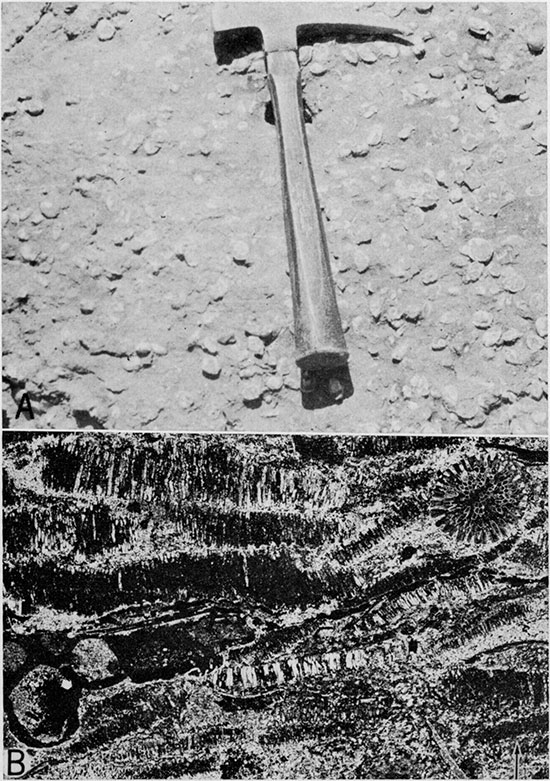 Two black and white photos of Spring Hill Limestone Member of Plattsburg Limestone.