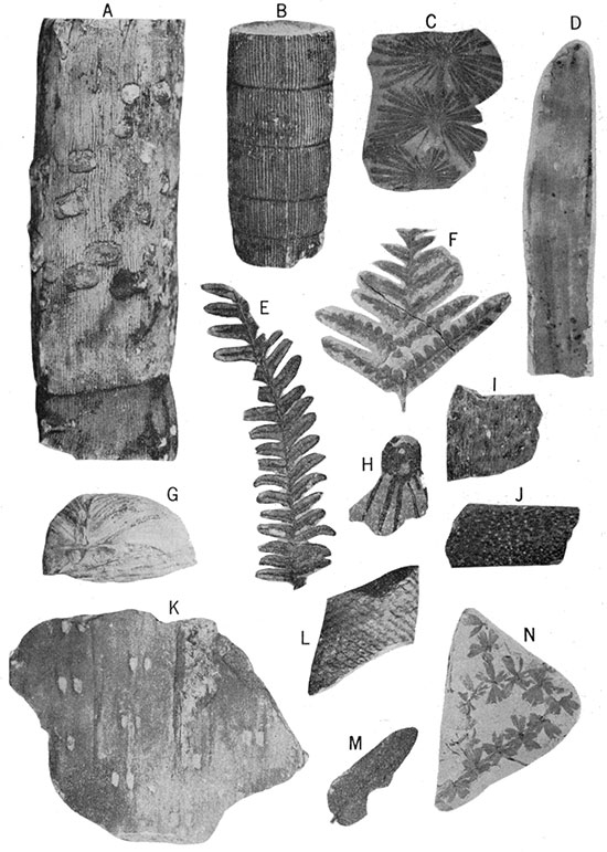 Black and white photos of plant fossils from Tonganoxie Sandstone Member of Stranger Formation.