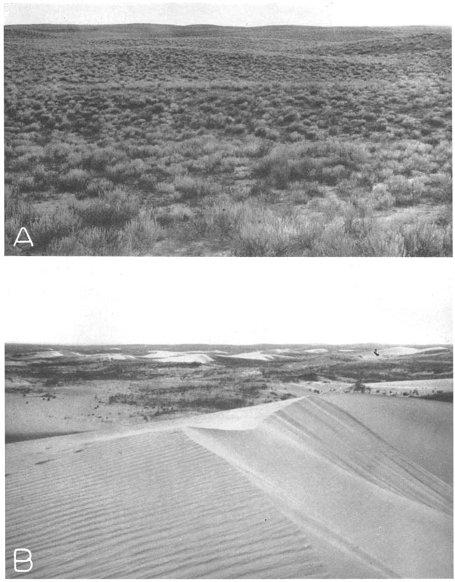 Two black and white photos; top photo is of gentle hills covered by low grass and brush, are not obviously made of sand according to photo; bottom photo is large sand dune, steep sides, no plants on dune itself, more dunes in distance.