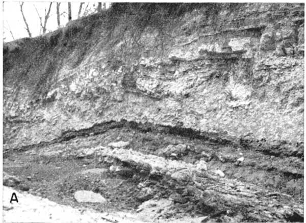 Black and white photo; steeply sided roadcut, lots of bedding mostly near horizontal, but some crosscutting.