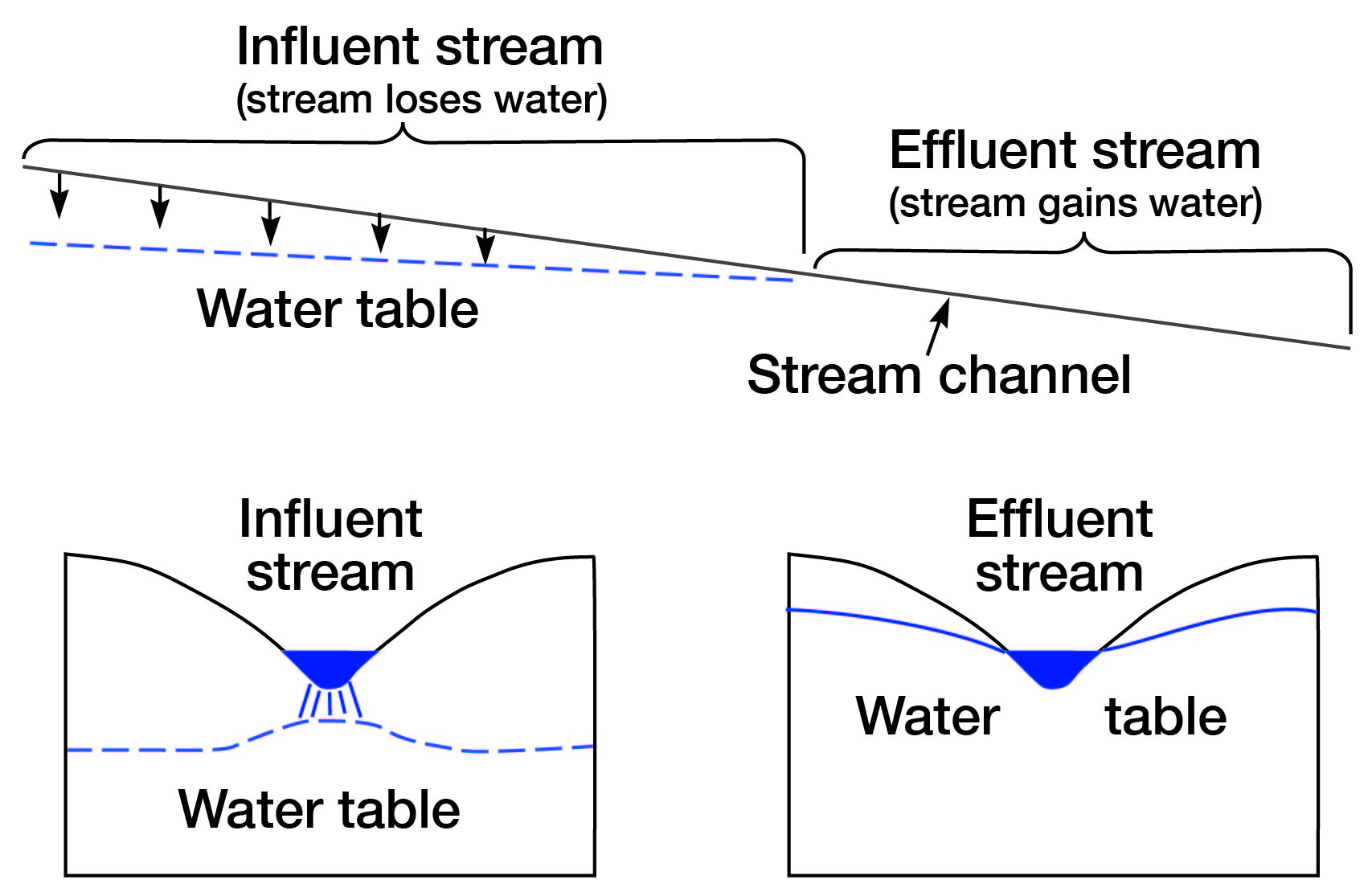 stream contributes to ground water if above water table; gains water if below