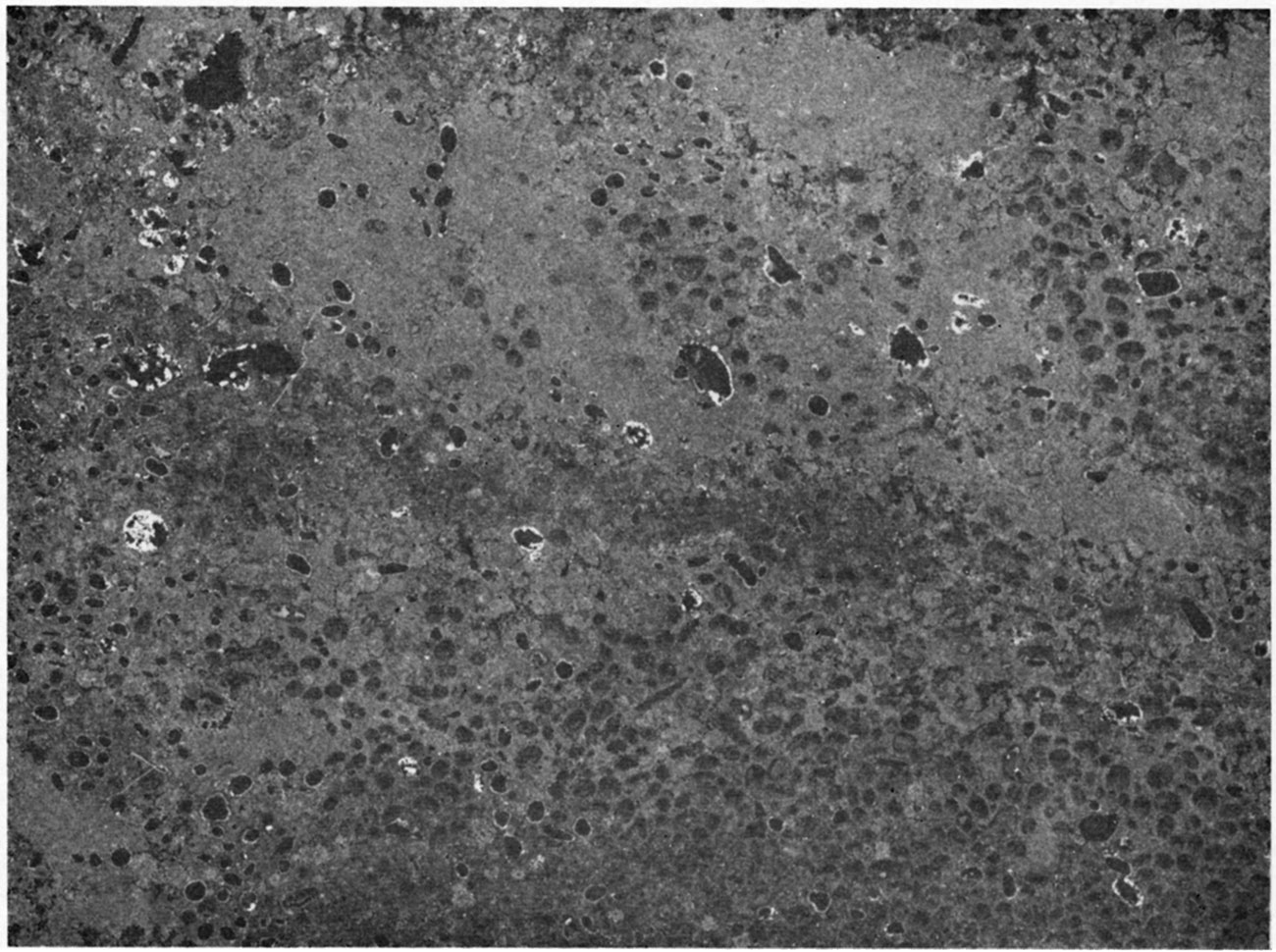 Peel-print of the Bethany Falls Limestone Member of the Swope Limestone showing pelletal texture.