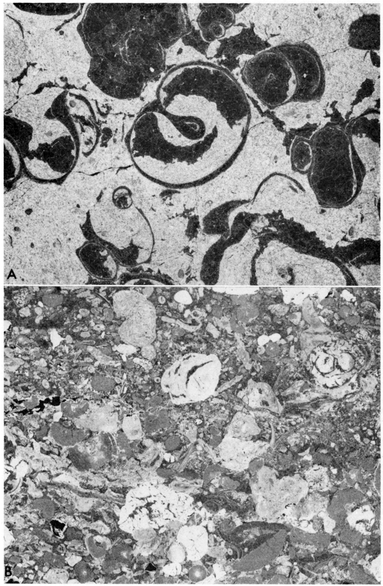 Top: peel-print of upper part of the Winterset Limestone Member of the Dennis Limestone; bottom: peel-print of the Westerville Limestone Member of the Cherryvale Shale.