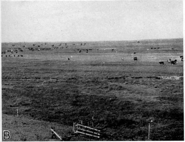 Black and white photo of river valley, cattle grazing on grass.