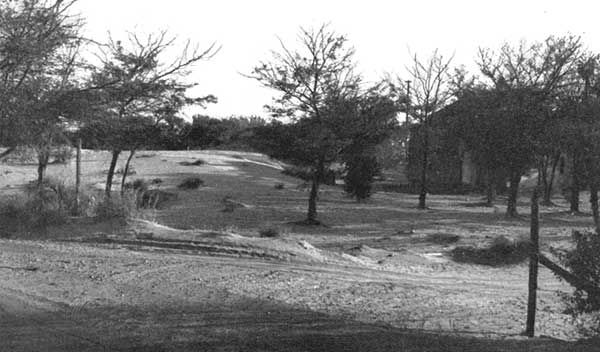 Black and white photo of dune sand amongst 15- to 20-foot trees.