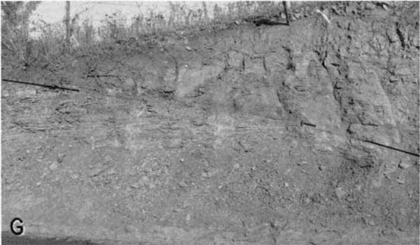 Black and white photo of roadcut; 6-10 feet high; grasses and wire fence on top; fault move diagonally across outcrop, dipping to right.