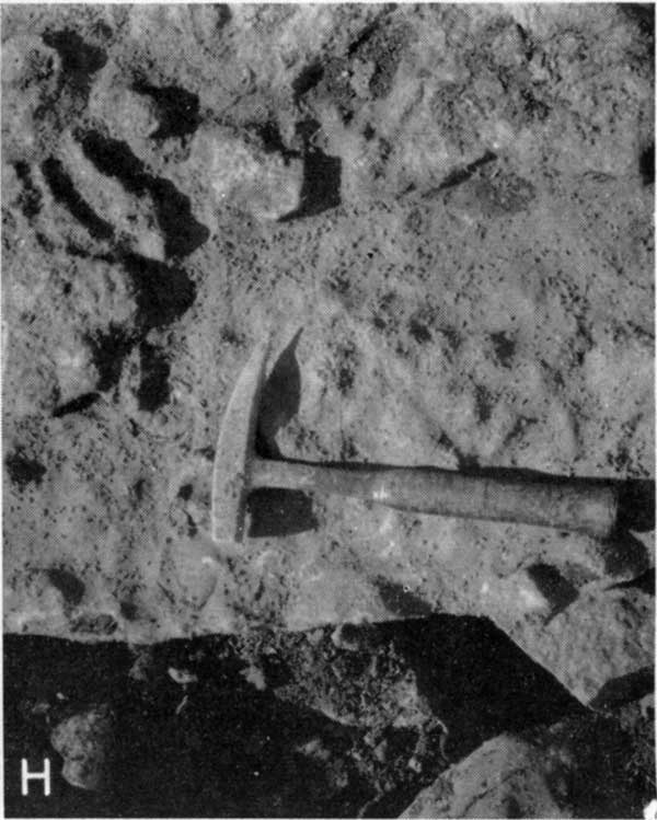 Black and white photo of limestone; rock hammer for scale; photo 1.5 feet square; samples are 6 inches or so in length.