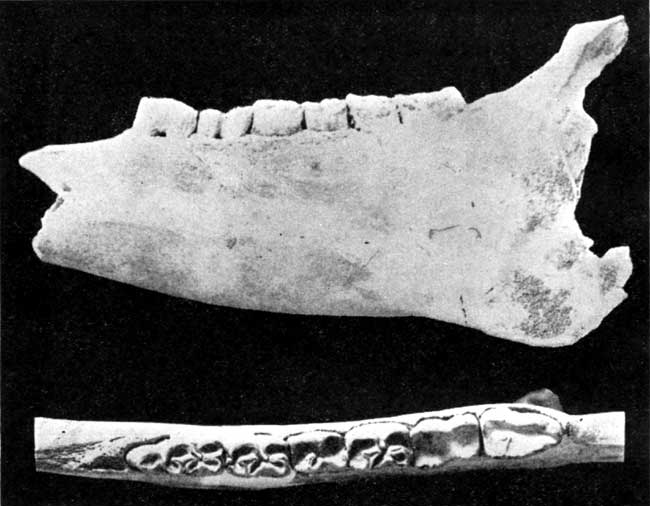 Black and white photos of jaw bone fossil.