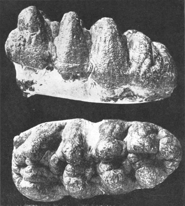 Black and white photos of fossil tooth.