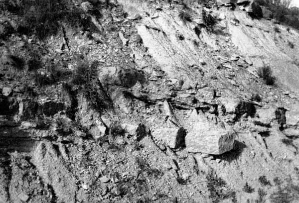 Roadcut shows blocky limestone bed offset by several feet.