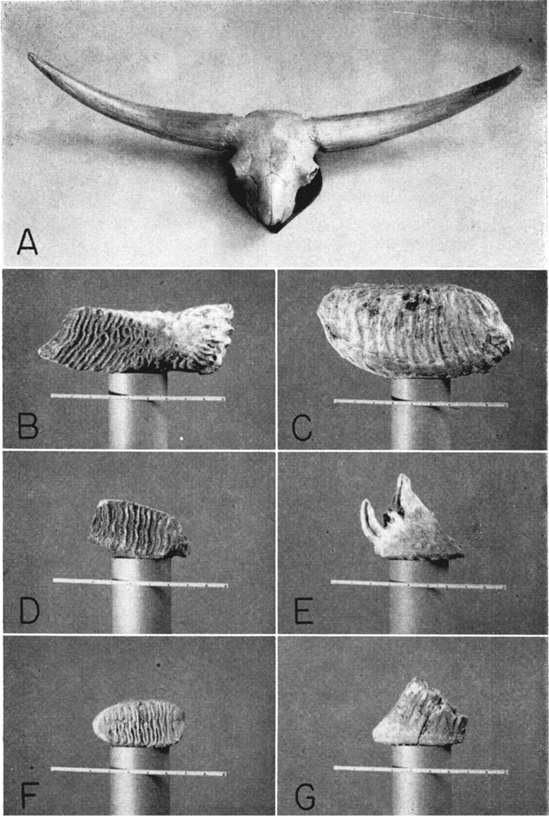 6 black and white photos of fossils; a is a bison skull with large straight horns; other photos are of teeth, 6 to 12 inches across