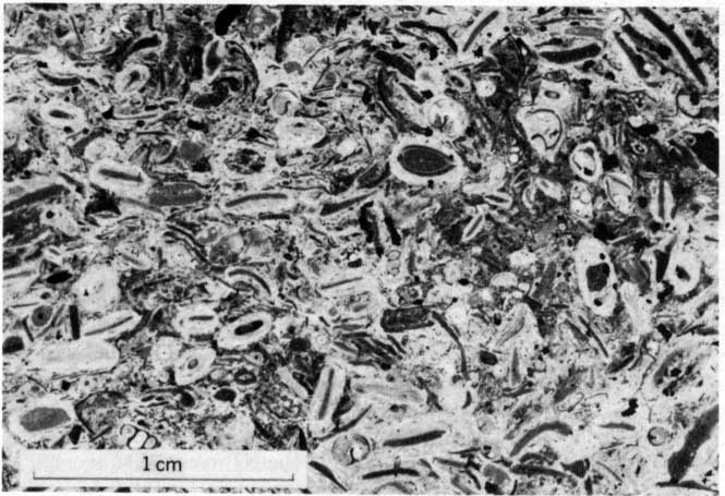 close up black and white photo of Burlingame Limestone showing Osagia