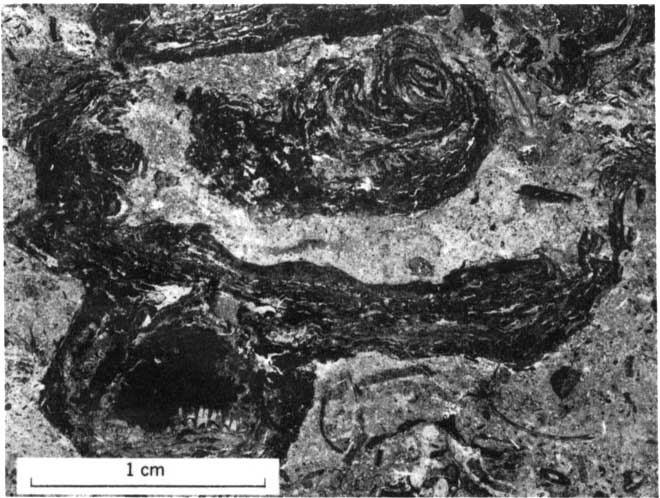 close up black and white photo of Cryptozoon-like algae in Wakarusa Limestone