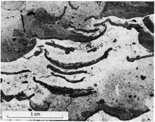 close up black and white photo of brecciated limestone