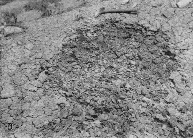 Black and white photo of Pierre shale with rock hammer for scale.