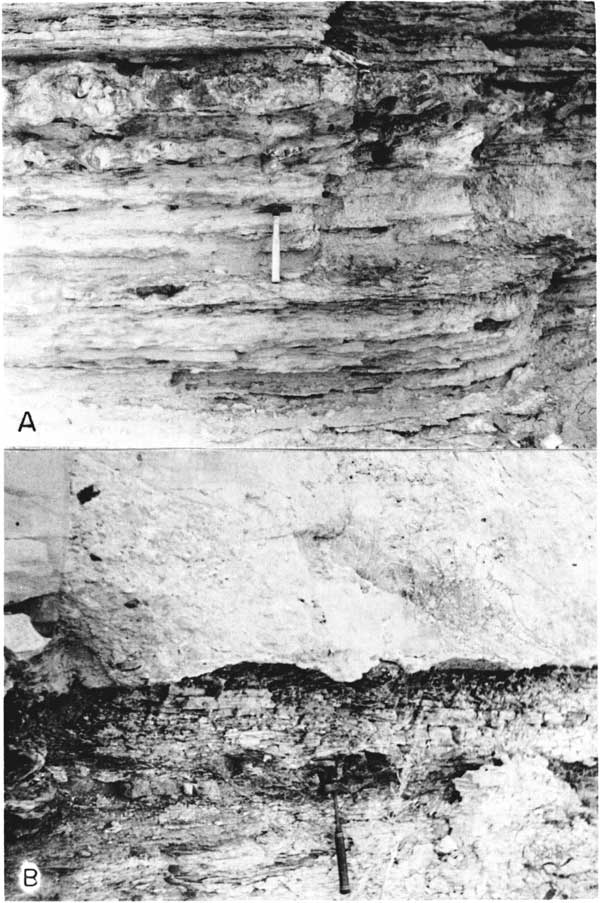 Top black and white photo: 5-6 foot outcrop, rock hammer for scale, lots of thin horizontal beds, with more resistant ones every 4-6 inches or so. Bottom black and white photo has upper bed (Pliocene) more massively bedded, noo texture, as opposed to lower Dakota outcrop.