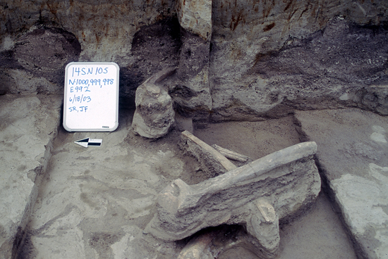 Mammoth bones, several feet in length, exposed after excavation.