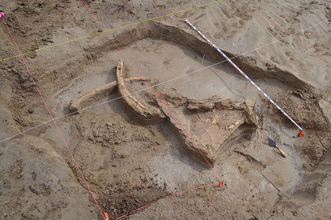 Closeup of excavation site showing partially exposed fossils.