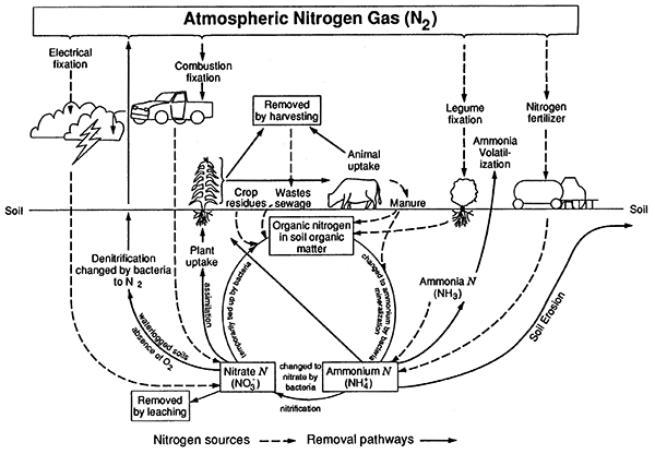 Chart showing movement of Nitrogen from atmosphere through plants and animals into soils and water and back again.