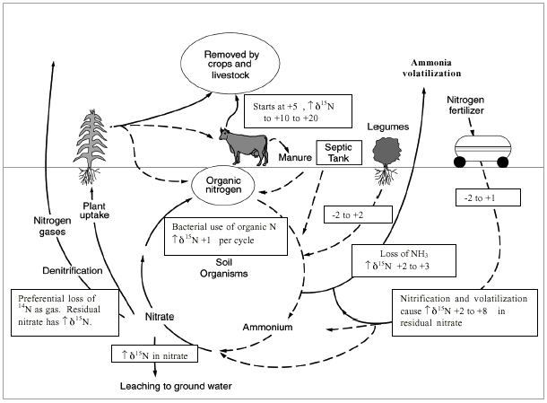 Figure shows movement of nitrogen-15 through environment.