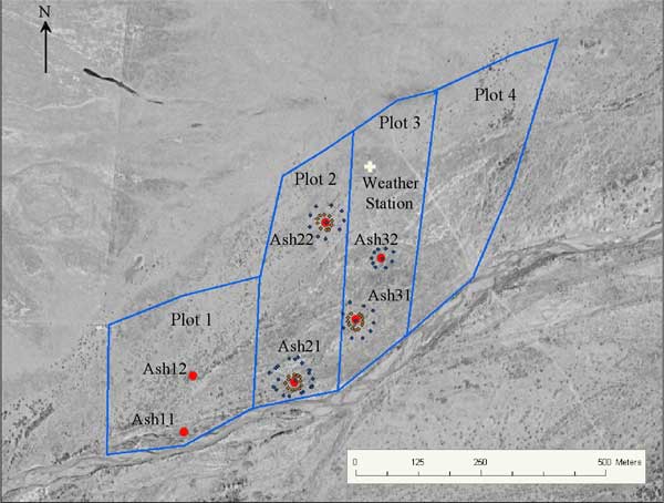 Aerial photo shows decreasing radius of vegetation around wells in plots 2 and 3.