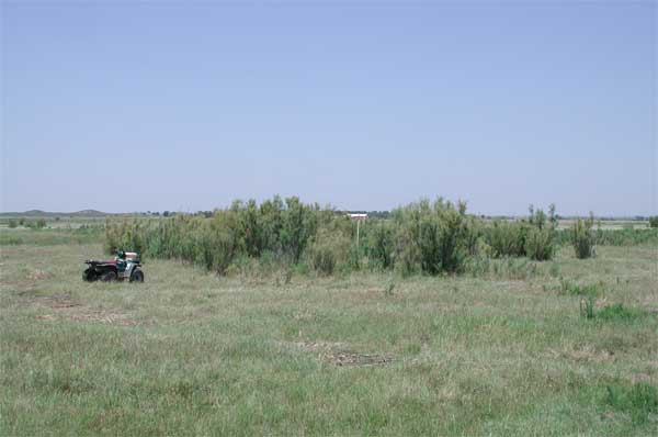 View of mostly green grassland with remaining circle of salt cedar around well.