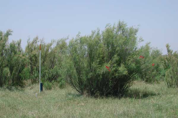Large salt cedar plant has red tape on branches so that it will not be cut; bush is over 8 feet high, many branches growing up from ground.