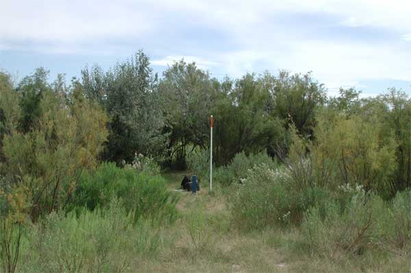 Well surrounded by 8-10 foot salt cedars and taller Russian olives.