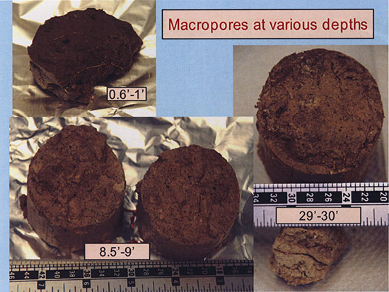 Color photos of soil cores at various depths from the study sites showing macropores.