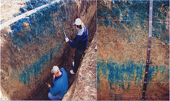 Color photo of uniform finger front from brilliant-blue dye-tracer experiment at site R8.
