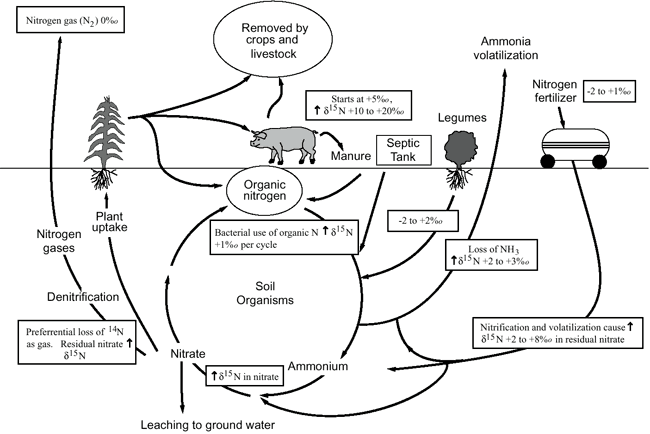 Diagram shows movement of nitrogen through the environment.