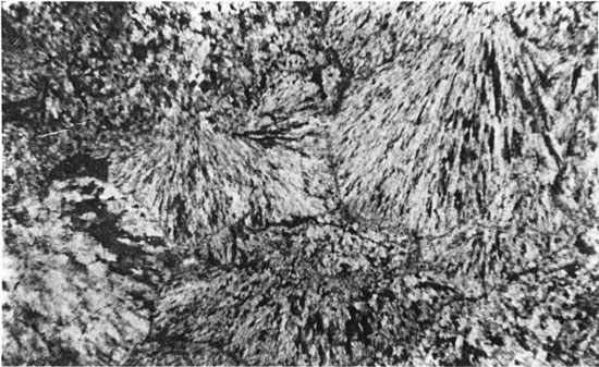 Black and white photomicrograph.