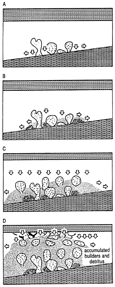 Top drawing shows reef growing on slope; sediments accumulate around reef, hindering growth.