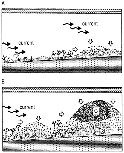 Reef and debris accumulated in wave-dominated regime.