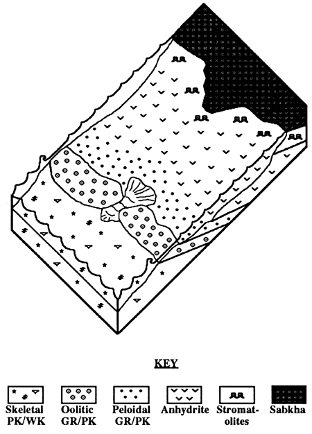 Diagram showing depositional environments for upper Salem and lower St. Louis facies.