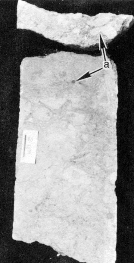 Black and white photo of core slab.