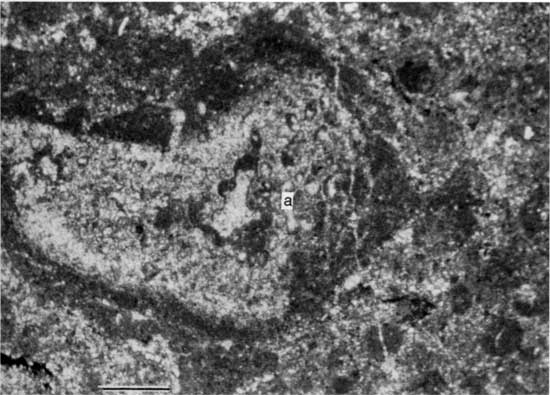 Black and white photo of thin section.