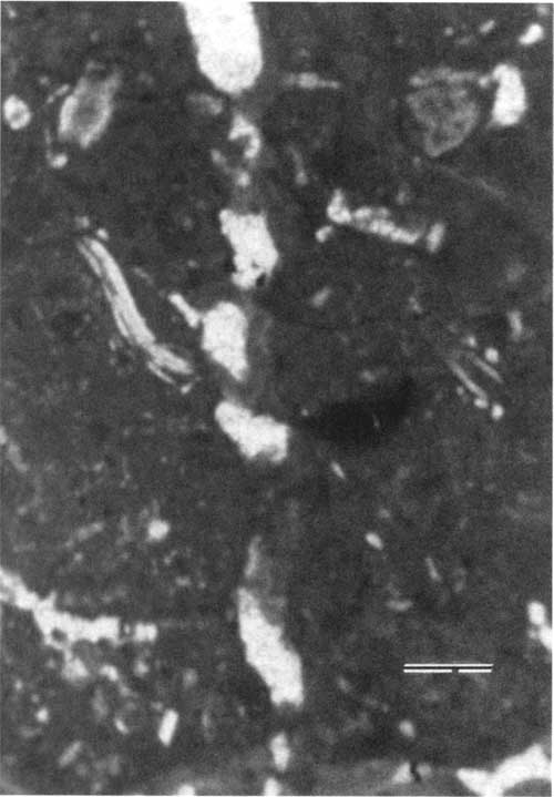 Black and white photo of thin section.