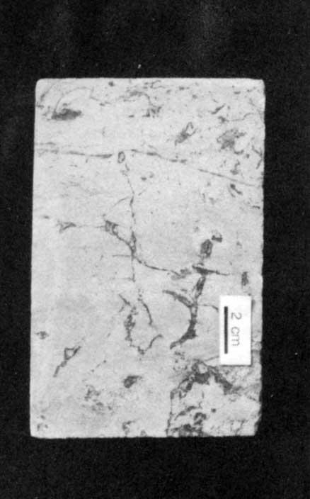 Black and white photo of core slab.