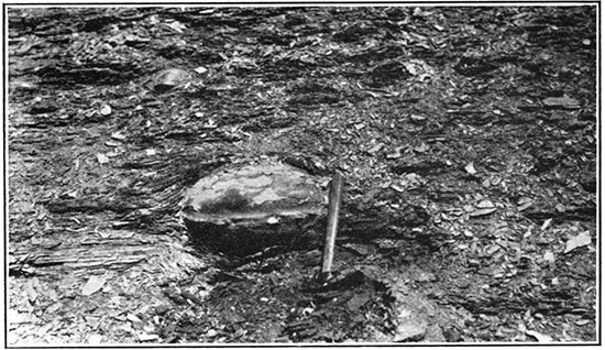 Black and white photo of concretion in the lower part of the Fairport member of the Carlile shale.