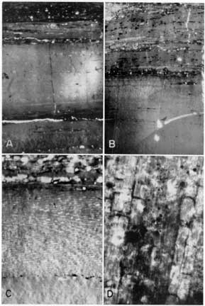 4 black and white thin sections from Bevier and Mineral coals