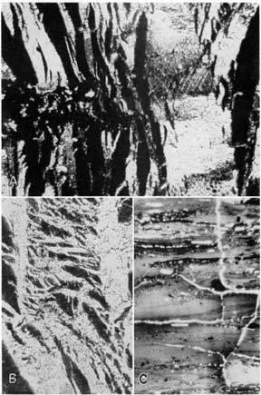 3 black and white thin sections from Mineral coal