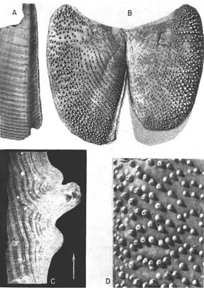 Four images of Spinaptychus samples.