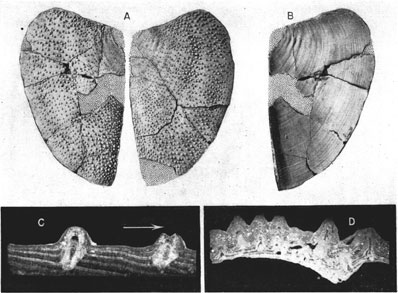 Four images of Spinaptychus samples.